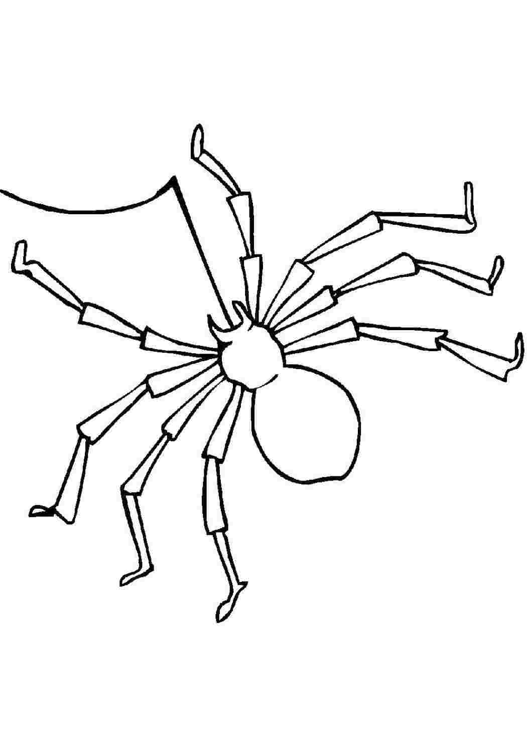 Раскраска Павук