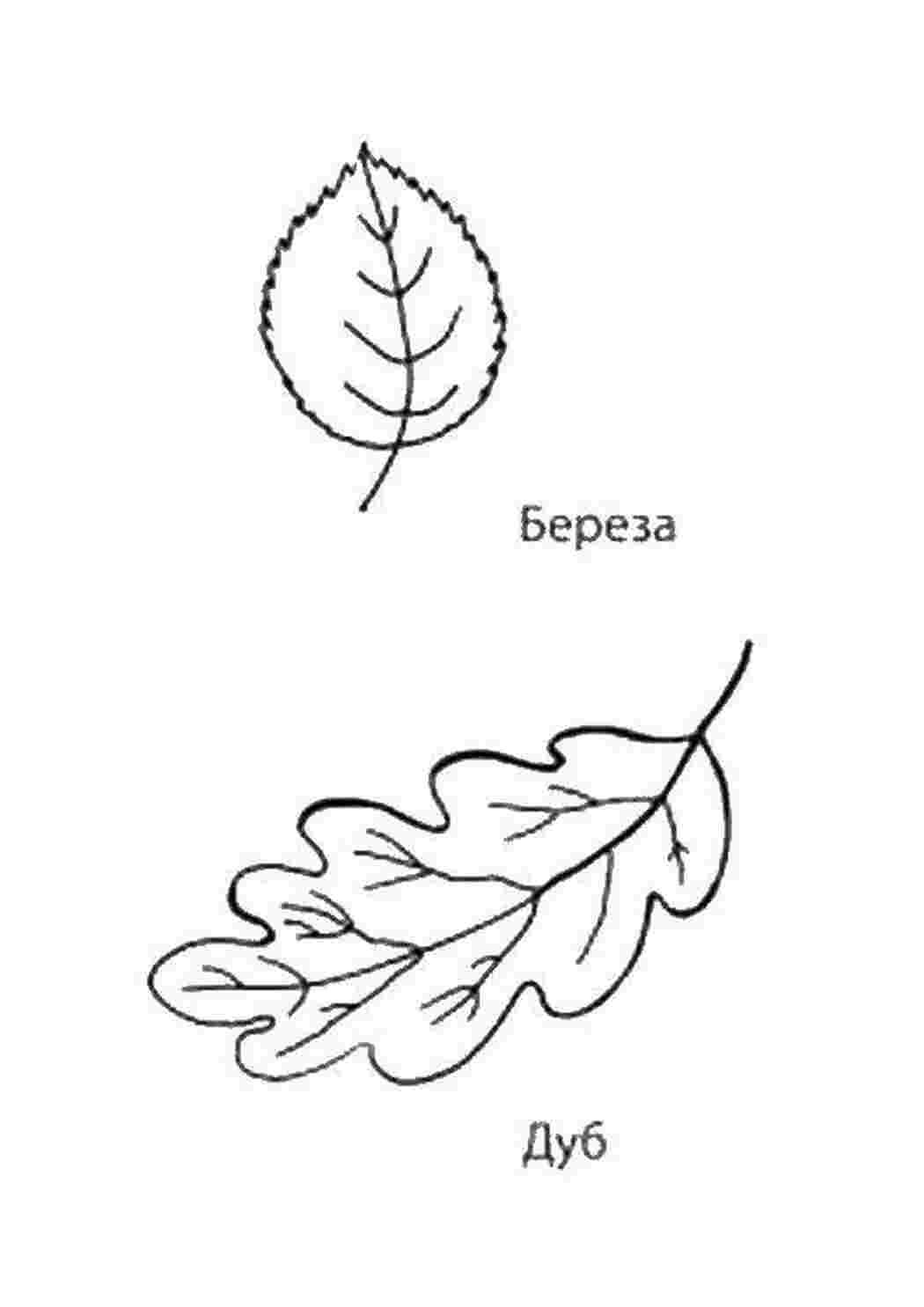 Раскраска Листя берези та дуба