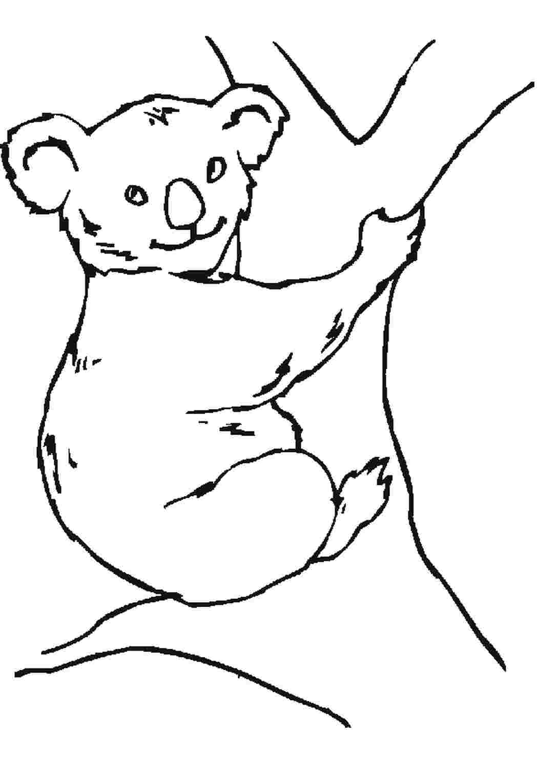 Раскраска розмальовки для дітей тварини Австралія коала
