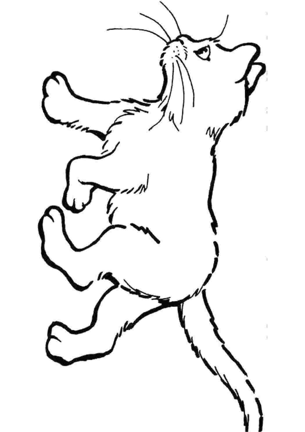 Раскраска Кошеня