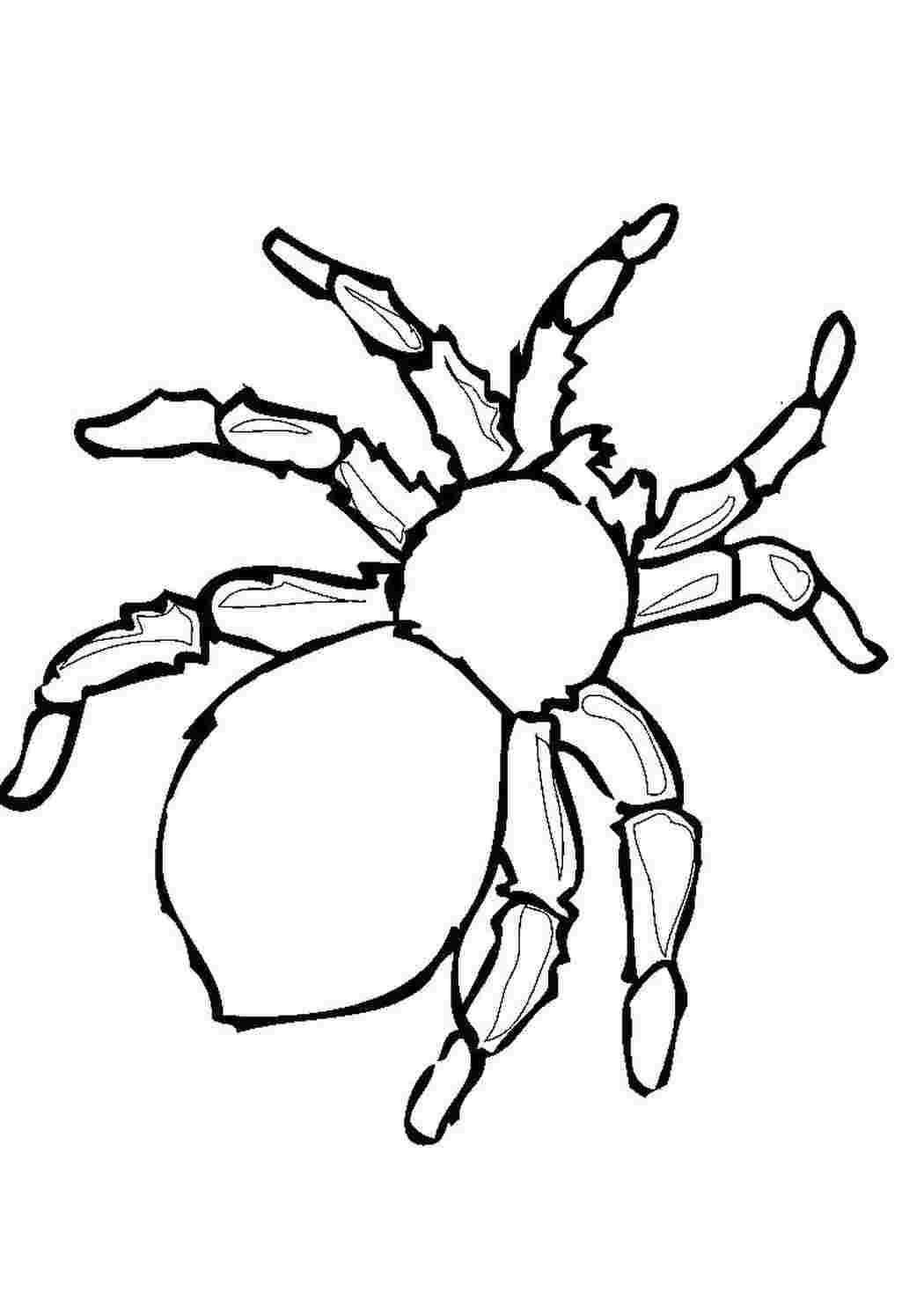 Раскраска Розфарбування павук