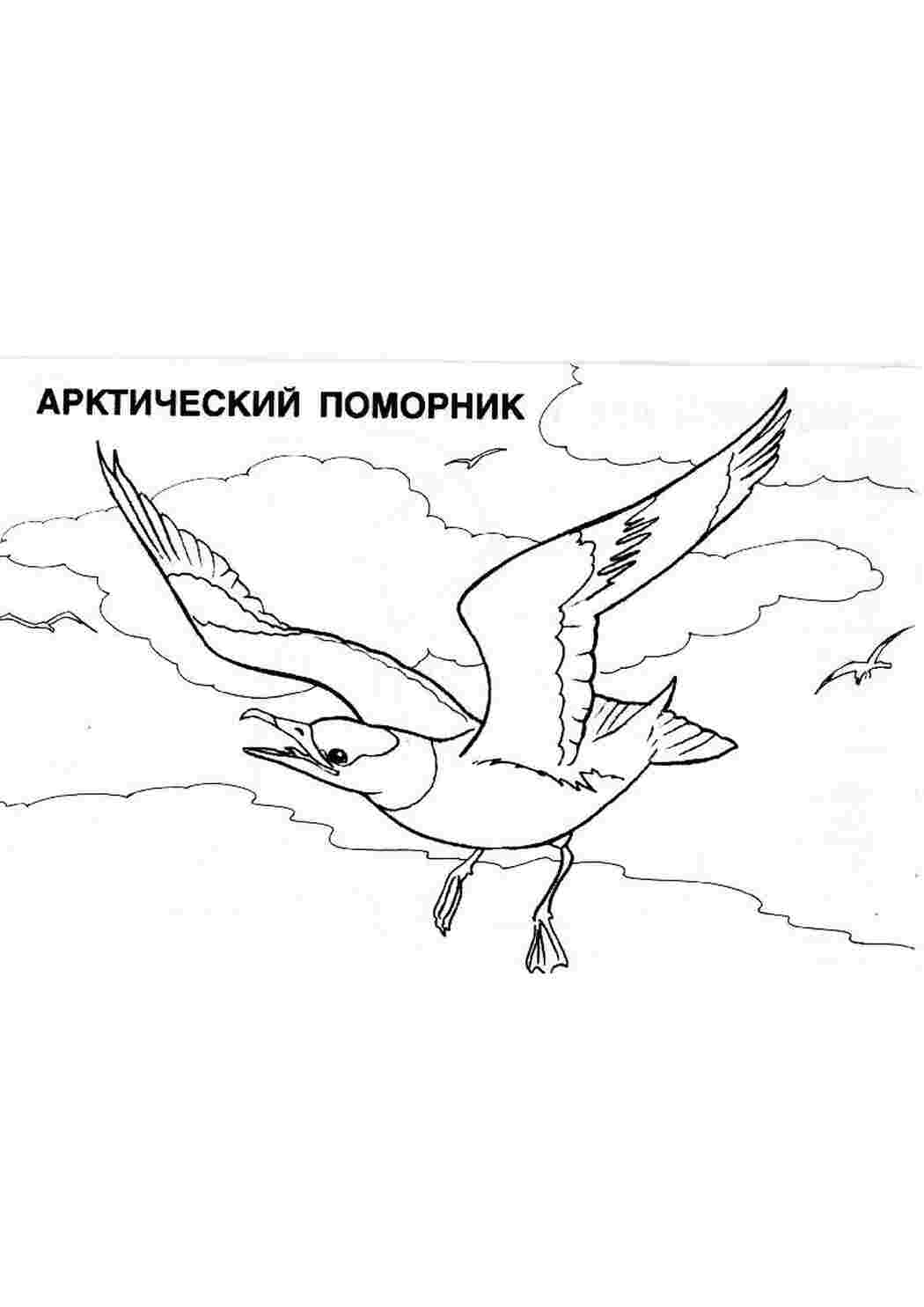 Раскраска Ілюстрація 5 з 5 для книги розфарбовки Світ тварин Арктики Лабіринт Джерело Рiва