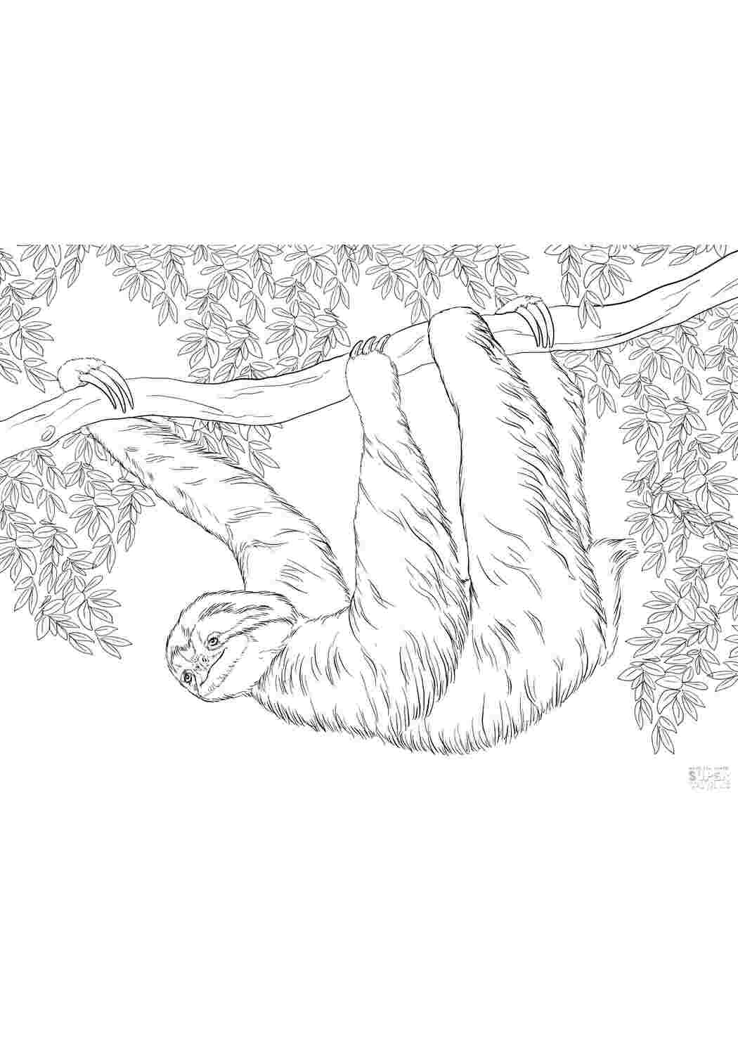 Раскраска Ледачий на дереві
