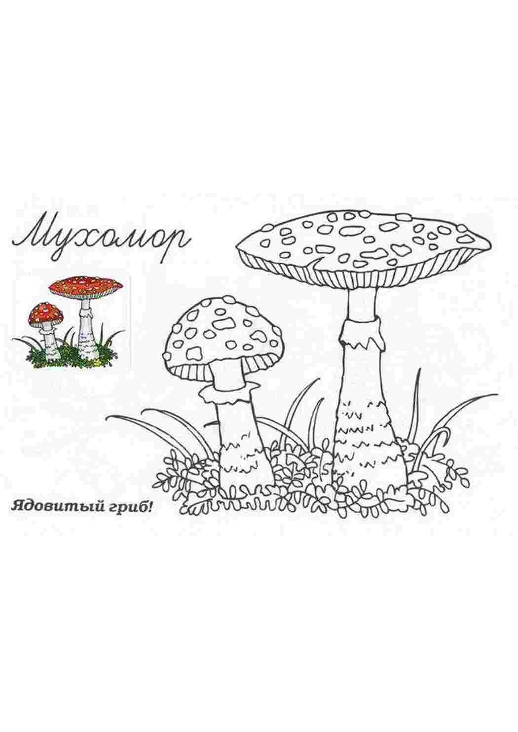 Раскраска Як намалювати мухомор розмальовка