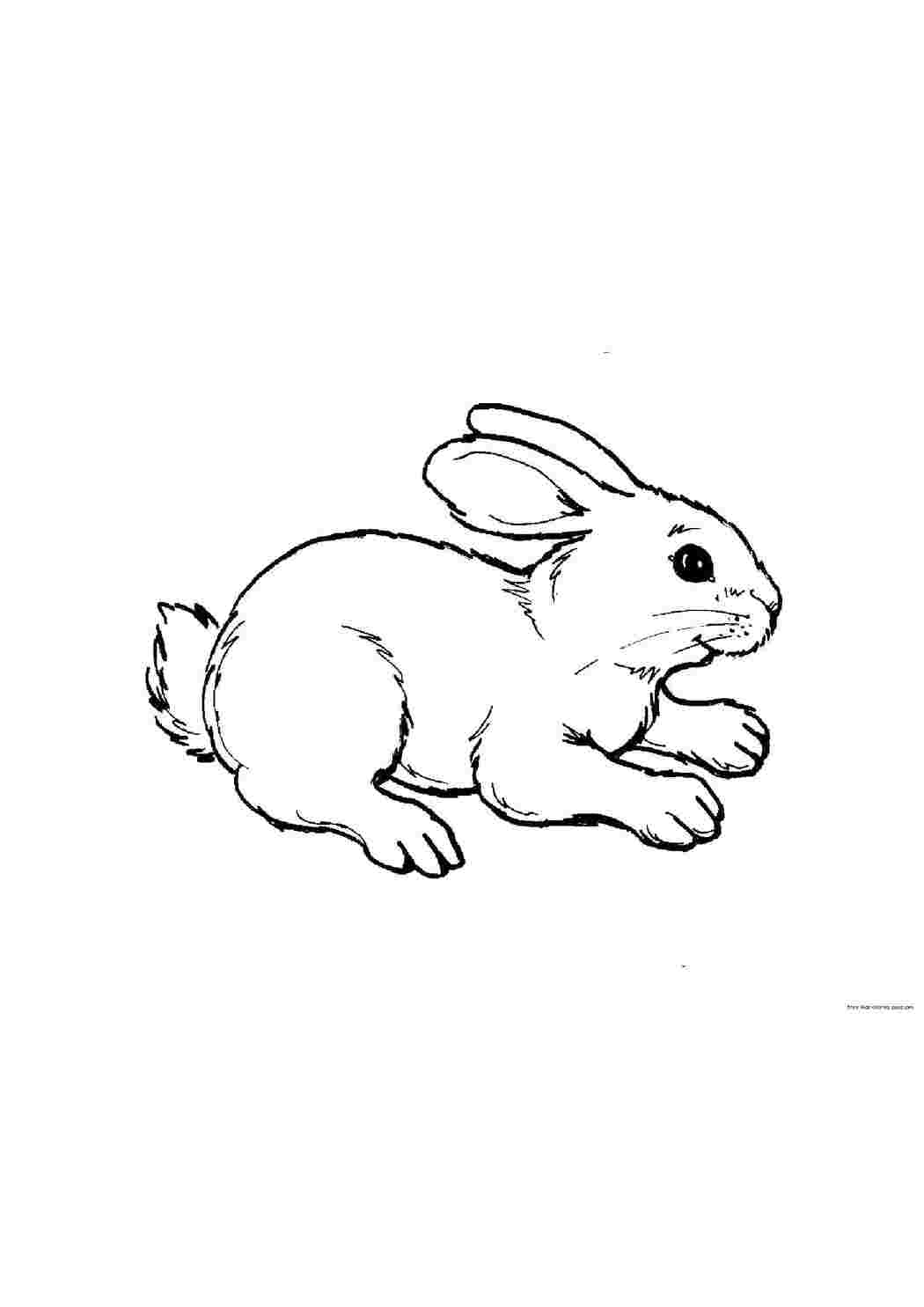 Раскраска Милий зайчик