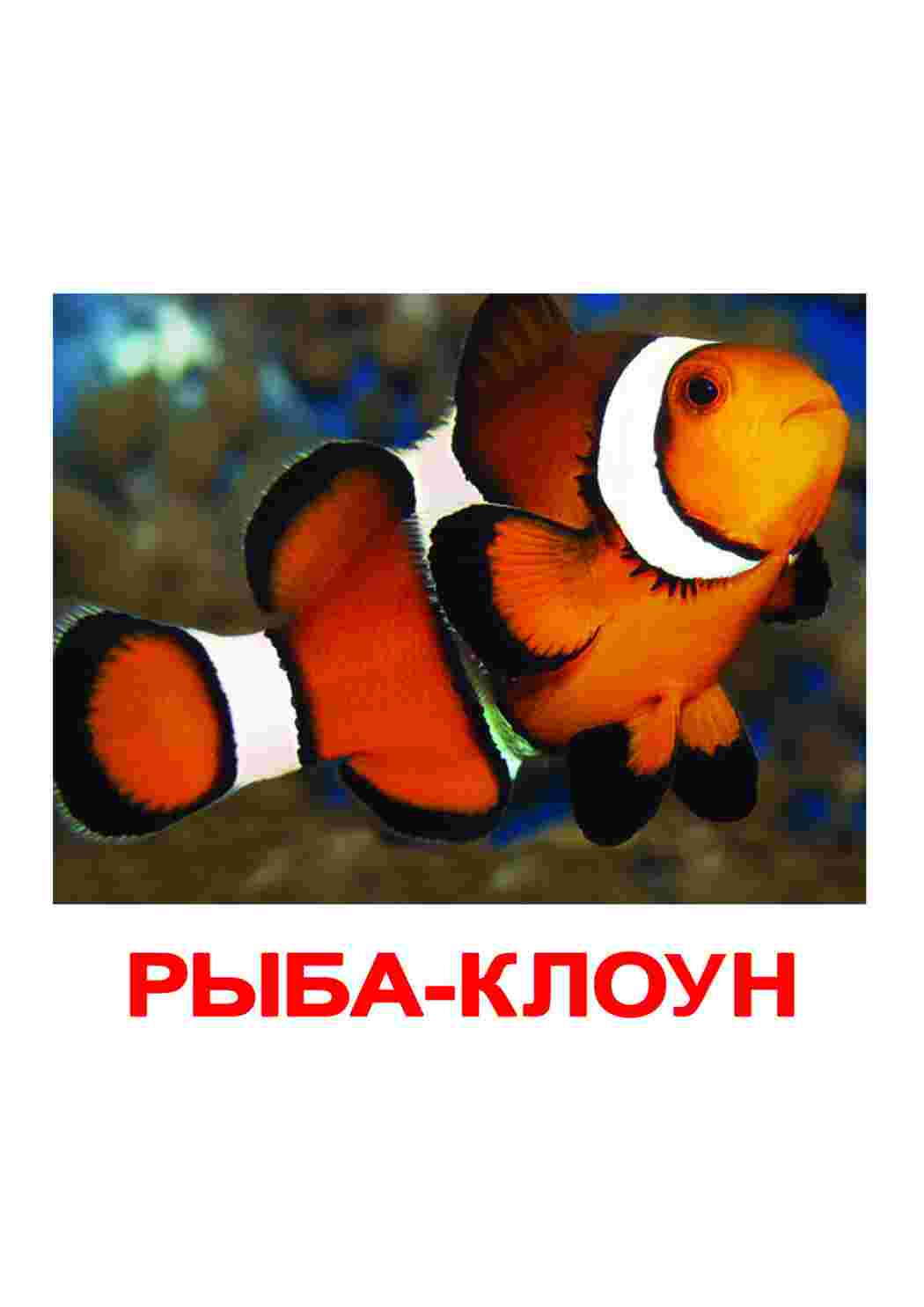 Раскраска картки морські мешканці