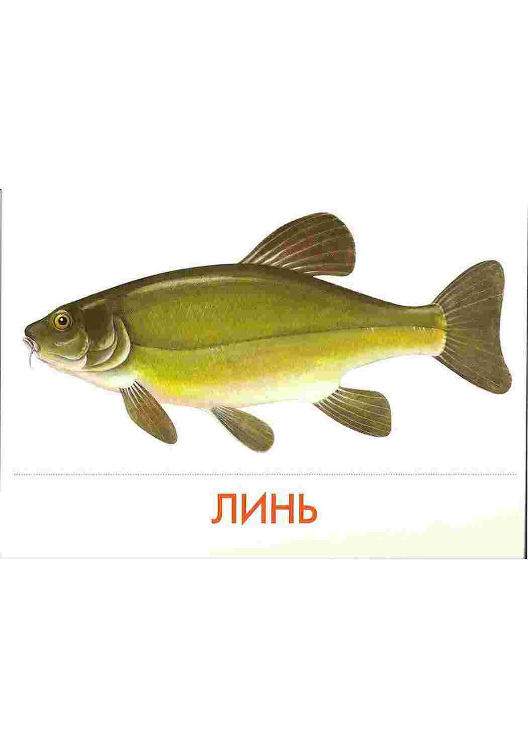 Раскраска картки риби