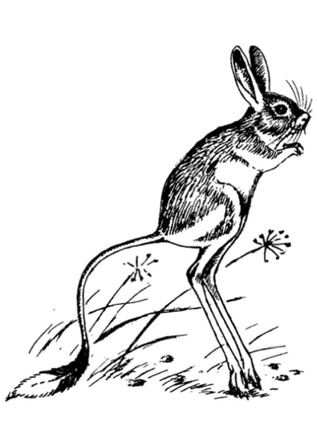 Раскраска тушканчик Тварини степів Гризуни