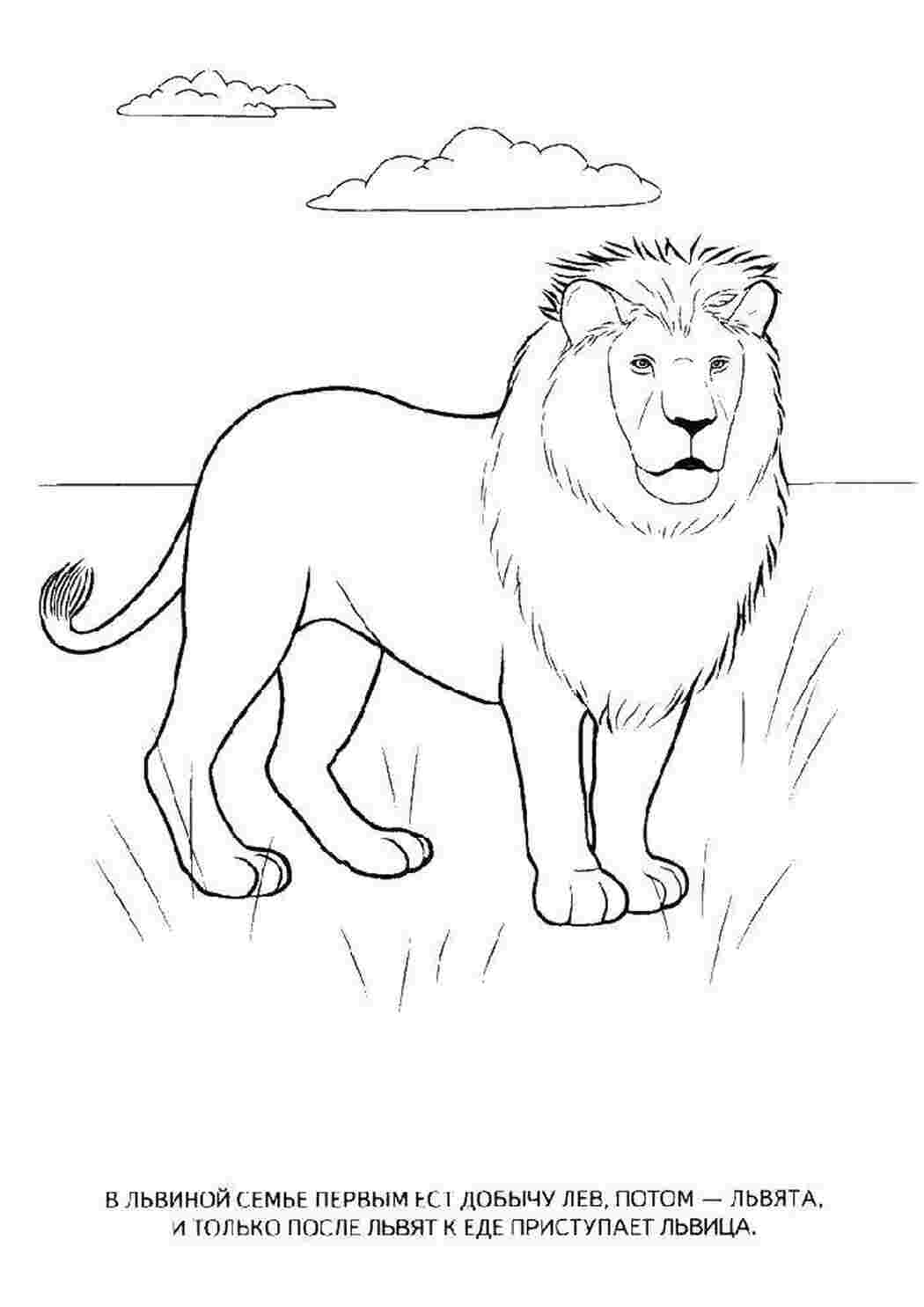 Раскраска Лев