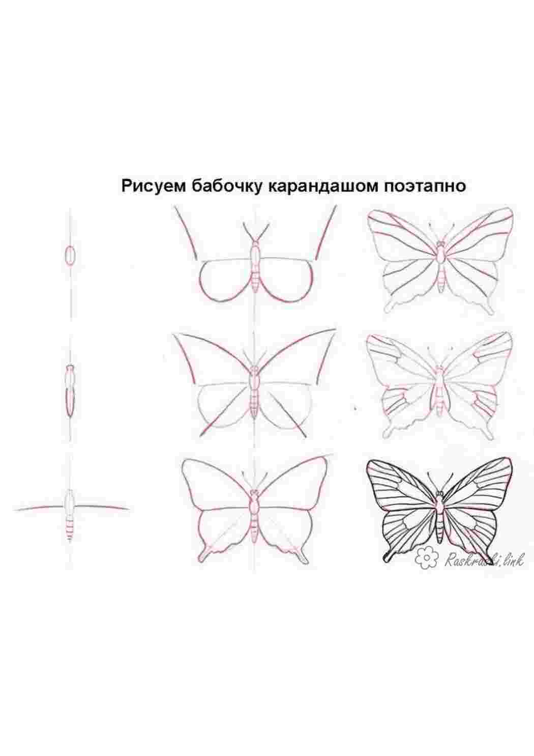 Раскраска малювати метелика покроково