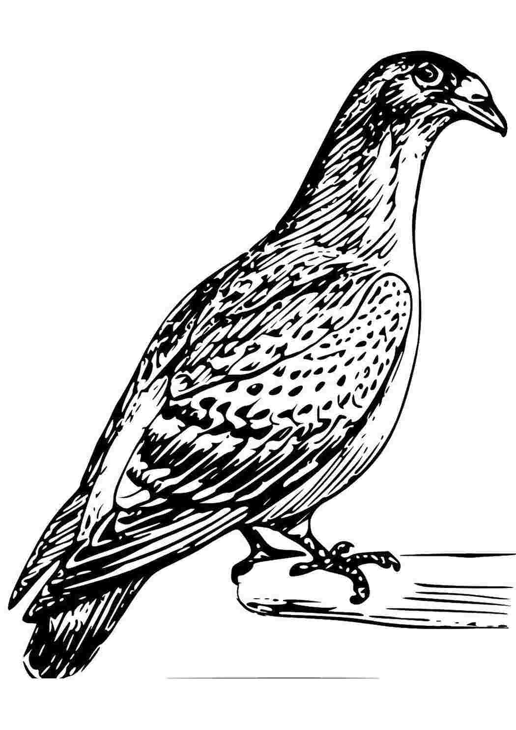 Раскраска Пташка