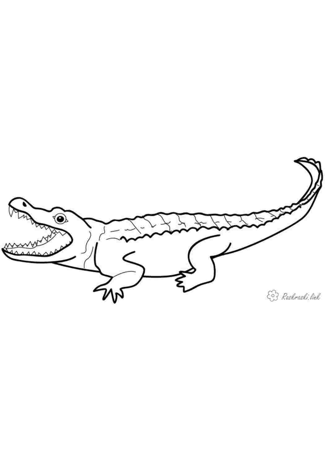 Раскраска розмальовки рептилії розмальовки природа тварини крокодил