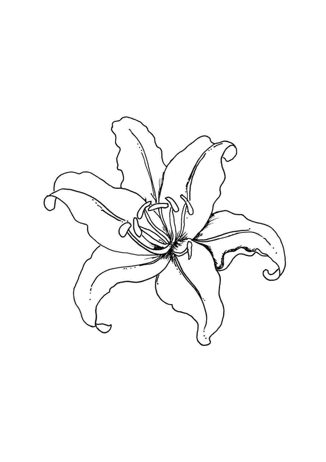 Раскраска Лілія