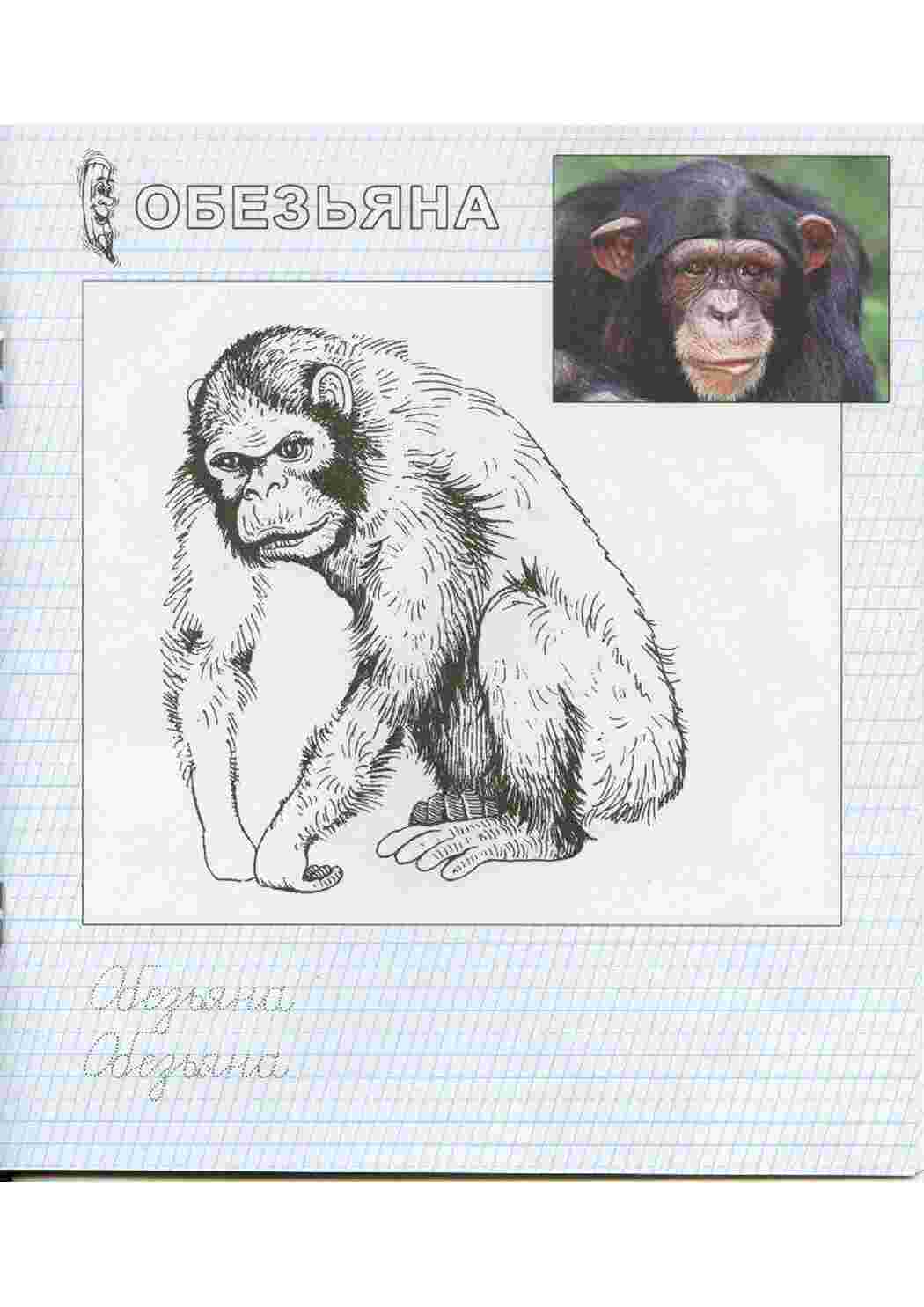 Раскраска Мавпа