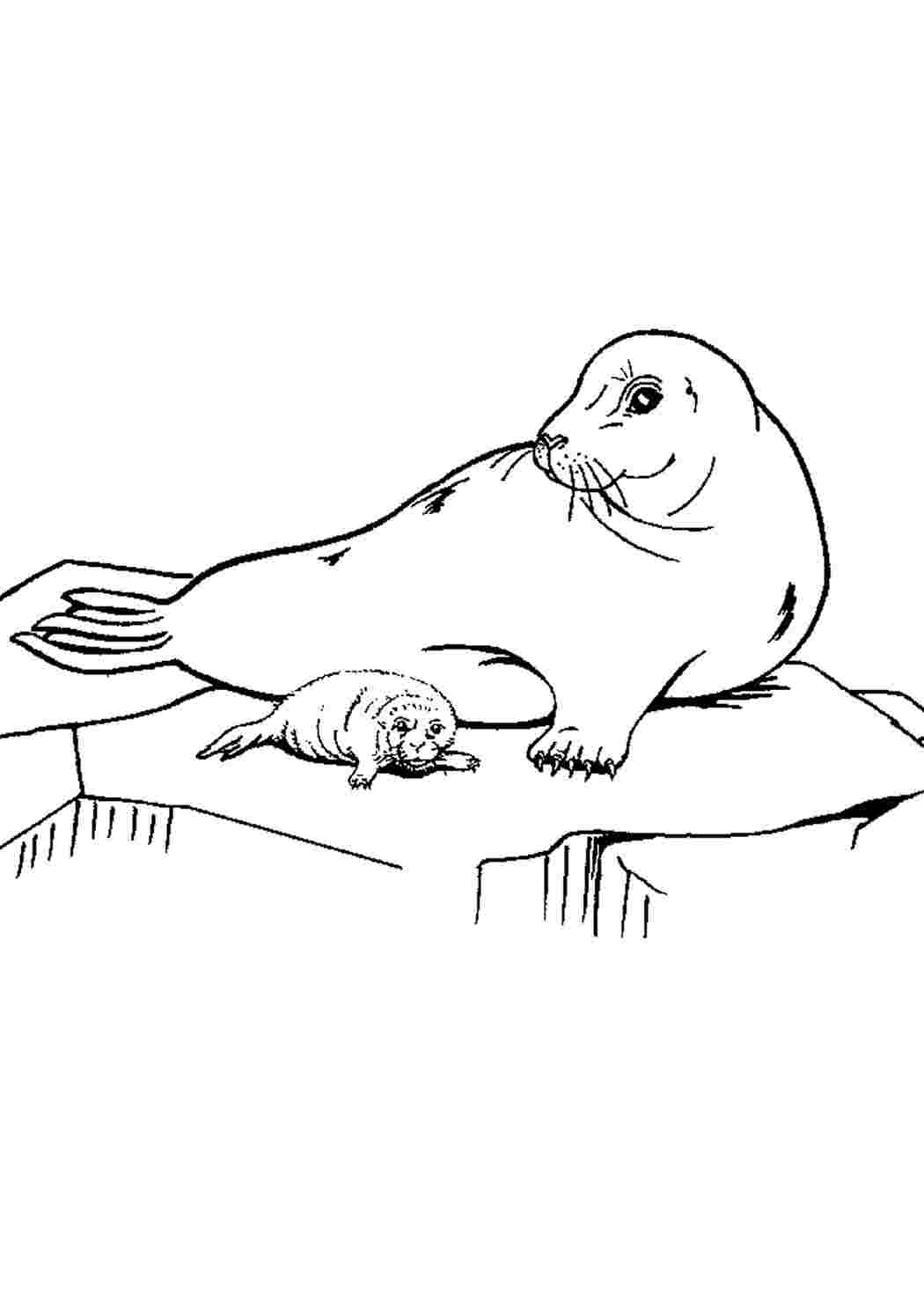 Раскраска Тюлені