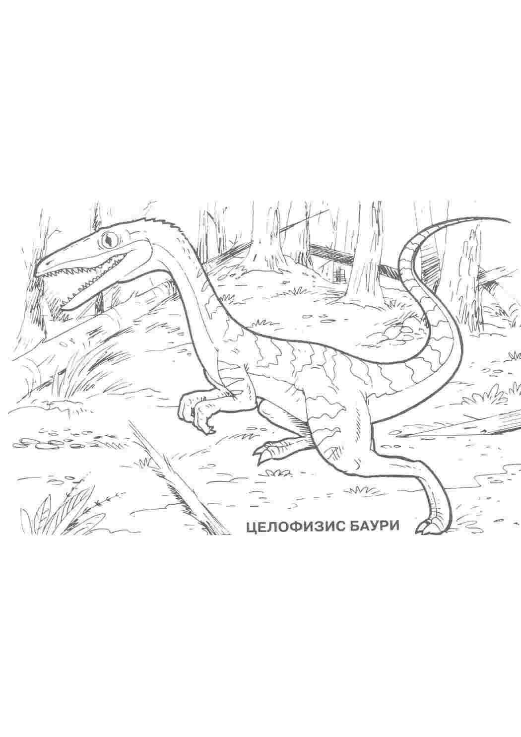 Раскраска Целофізис баурі