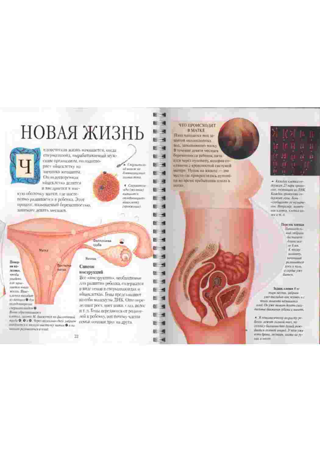 Раскраска анатомія людини посібник органи
