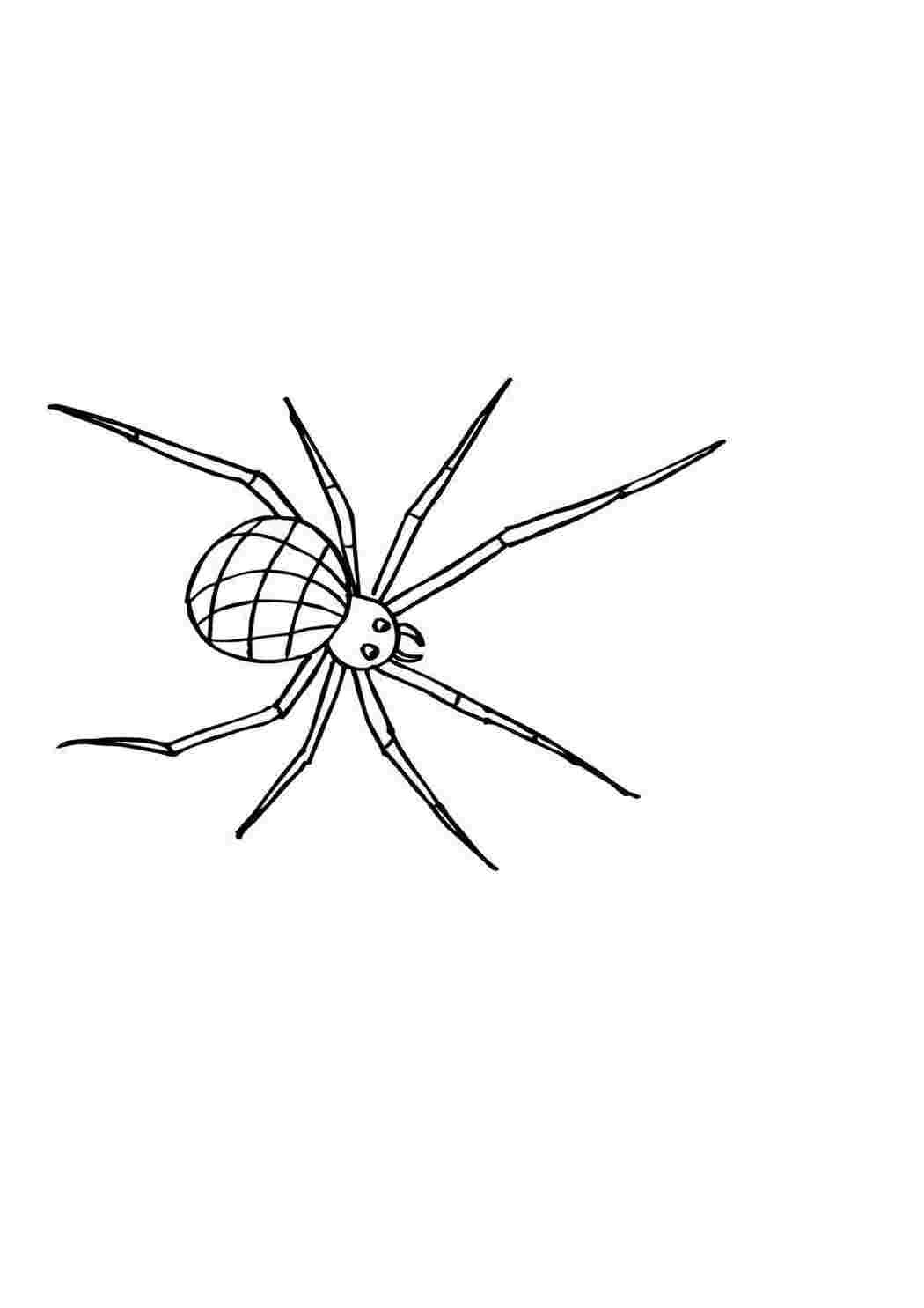 Раскраска Павук із довгими лапами