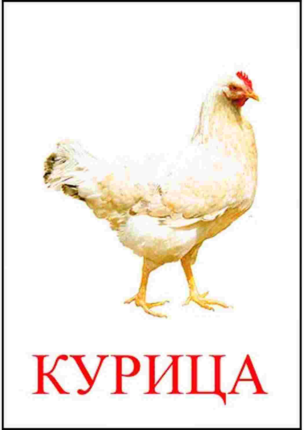 Раскраска картки домашні птахи кури качки