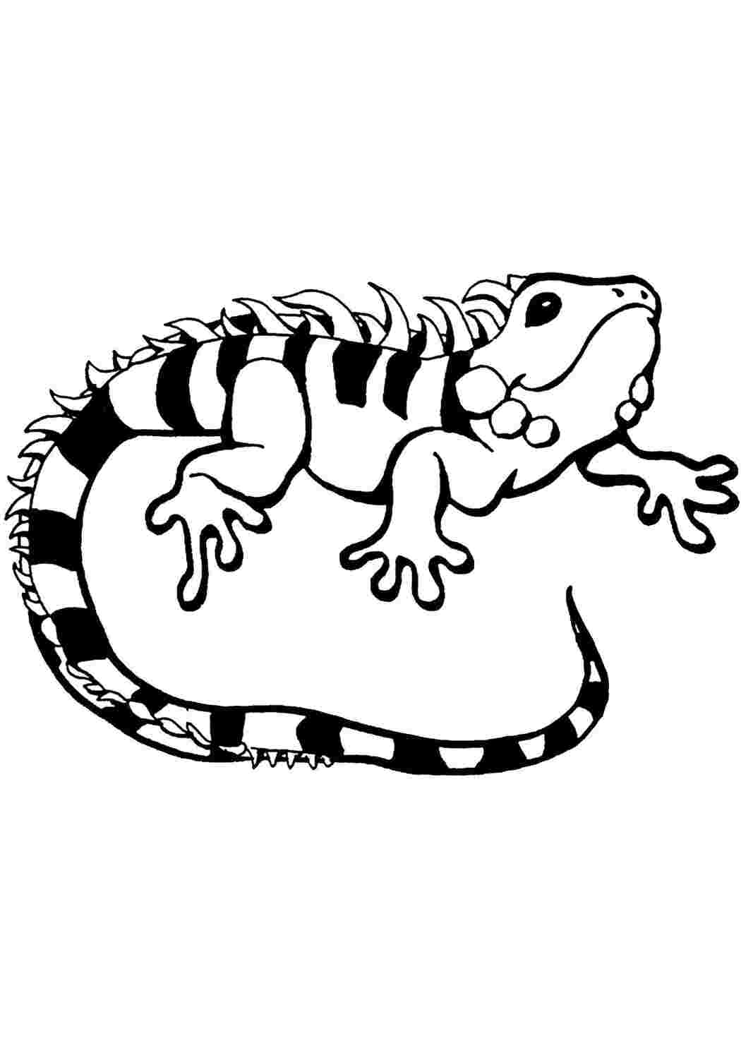 Раскраска Ігуана