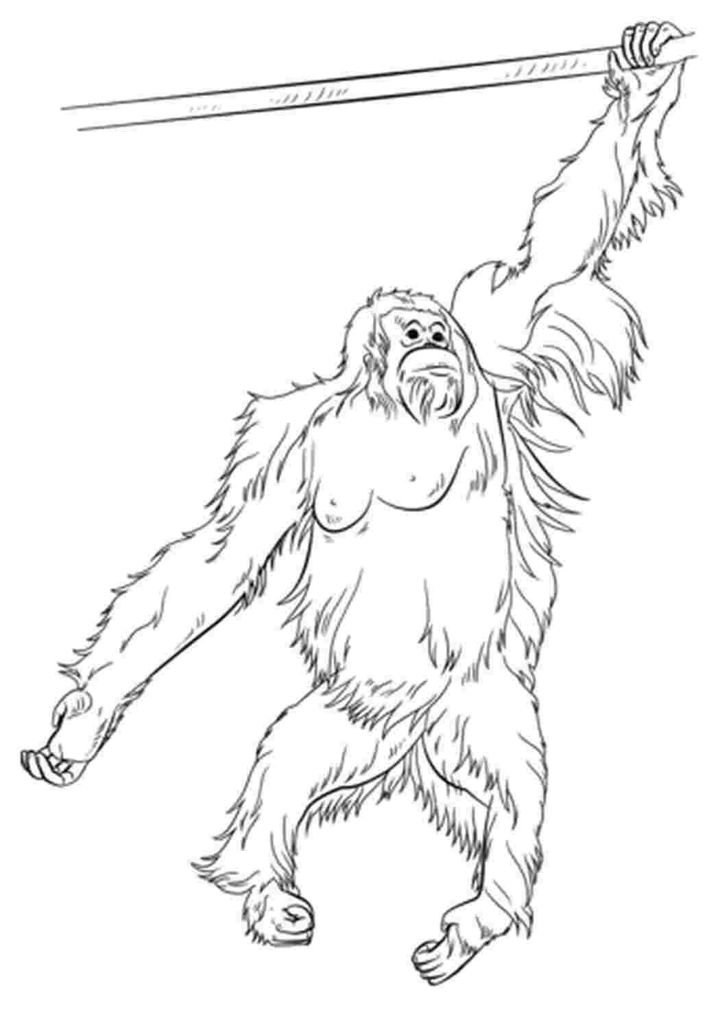 Раскраска Орангутанг одна з найрозумніших тварин після людини