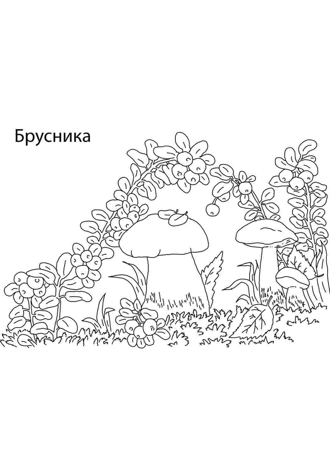 Раскраска Брусниця