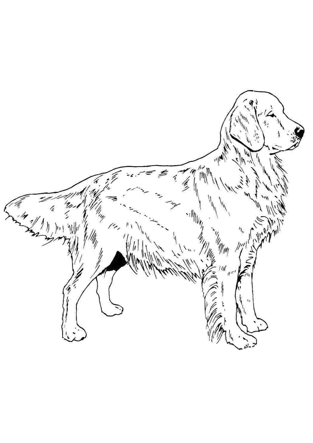 Раскраска Пес