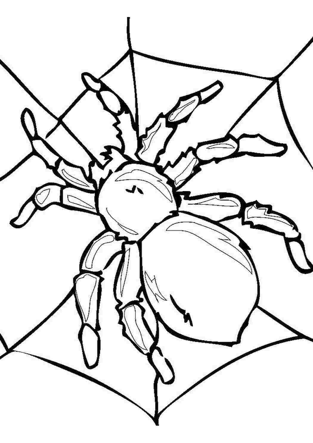 Раскраска Великий павук на павутині