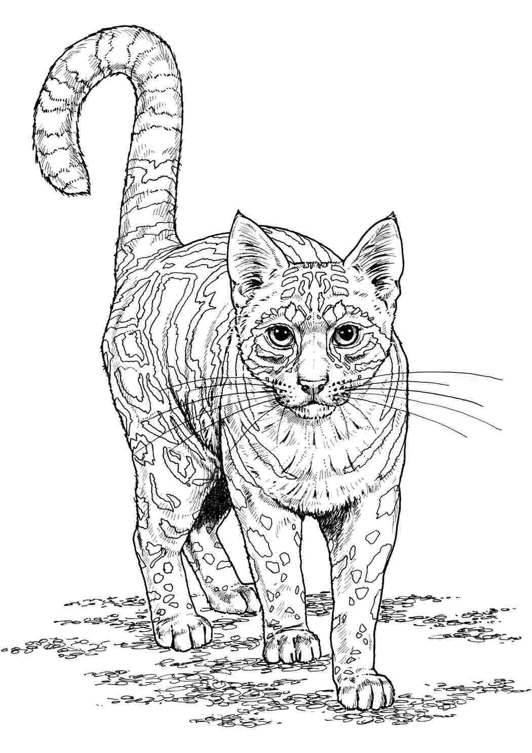 Раскраска Велика плямиста кошка