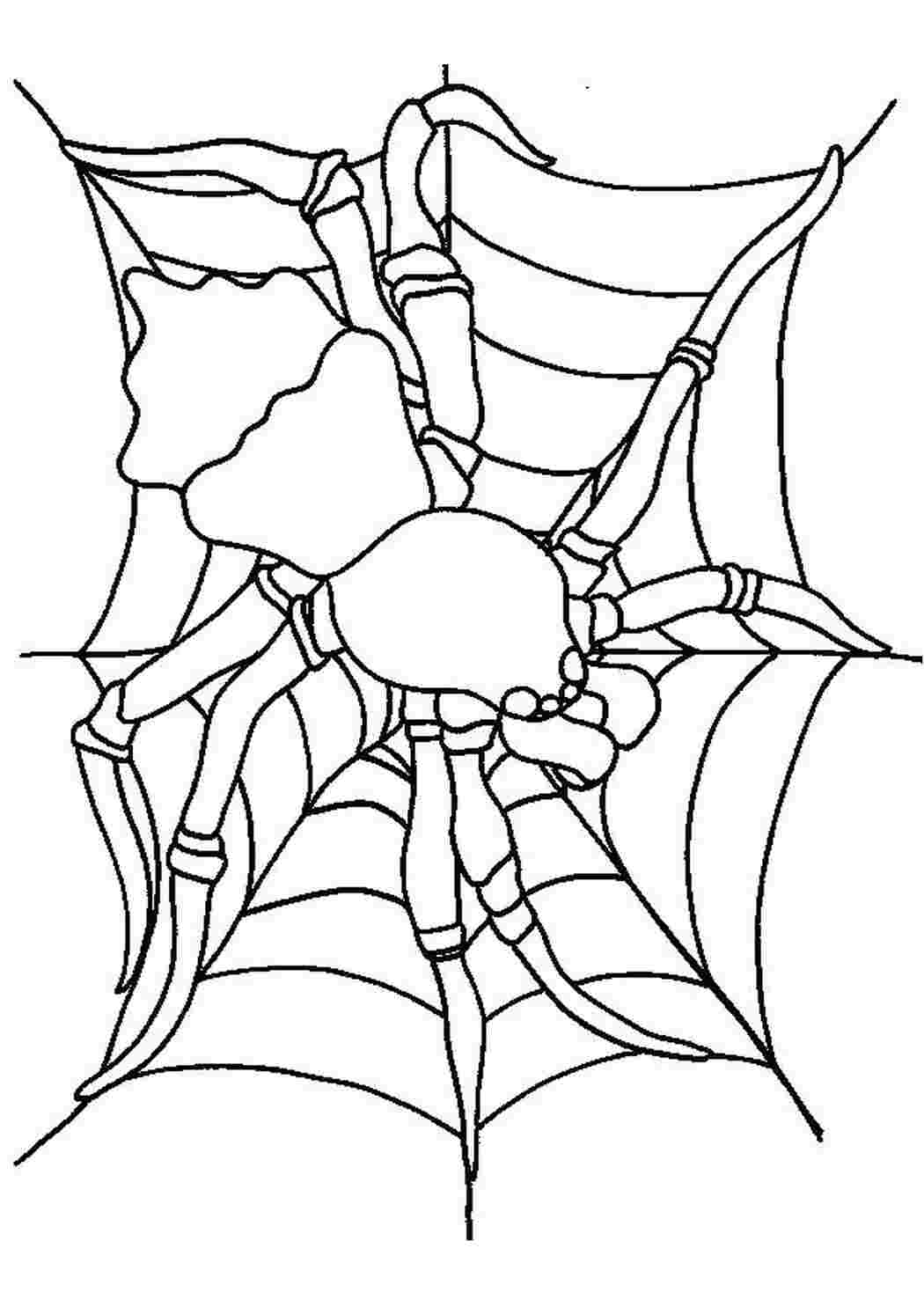 Раскраска Величезний павук у павутині