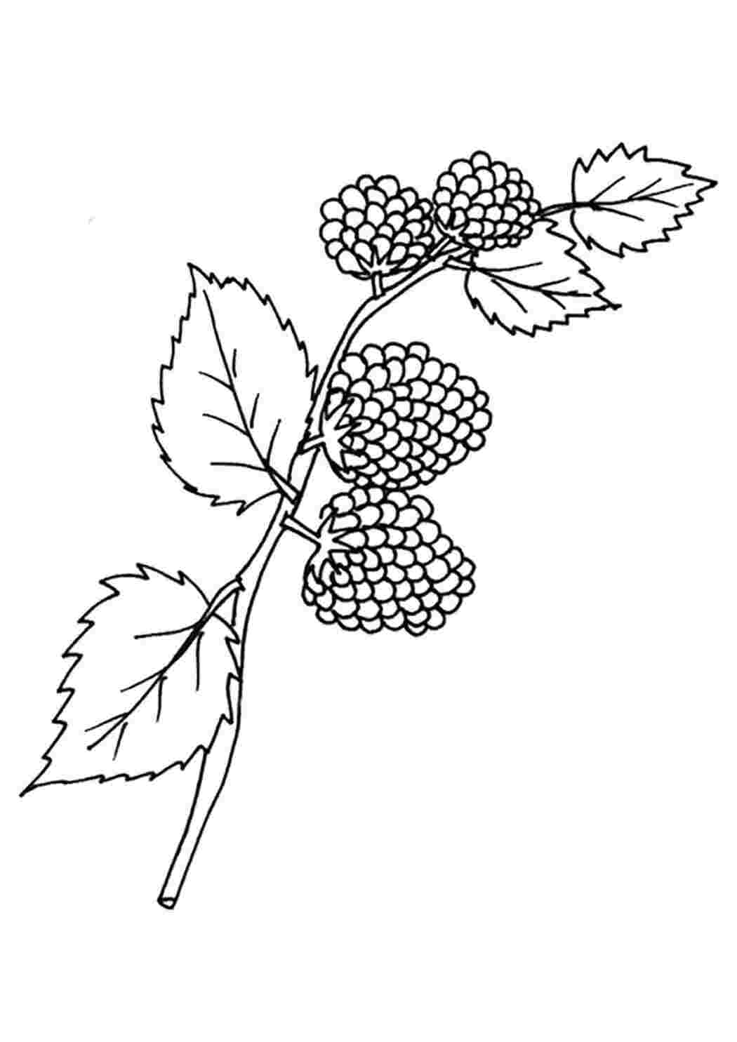 Раскраска Чорниця