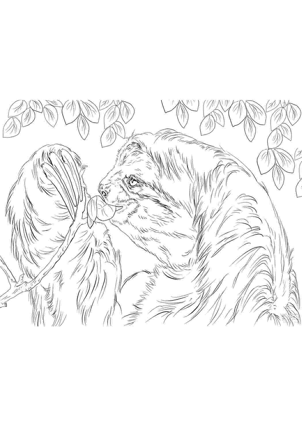 Раскраска Лінивець