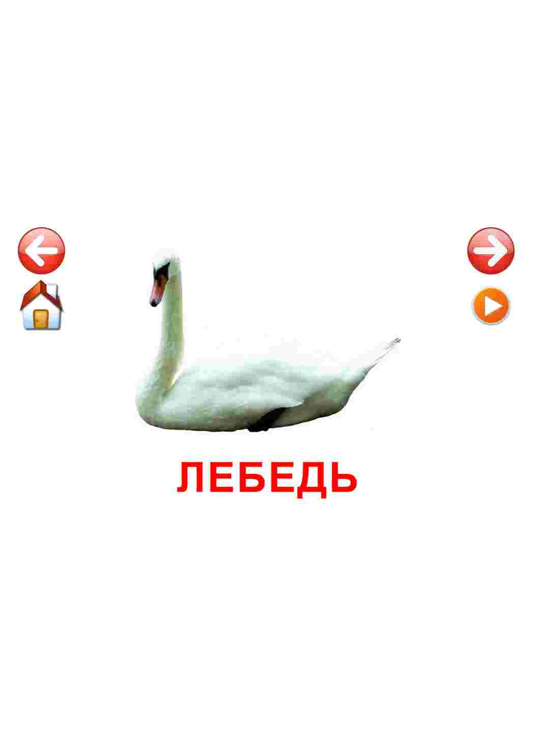 Раскраска картки домашні птахи кури втки