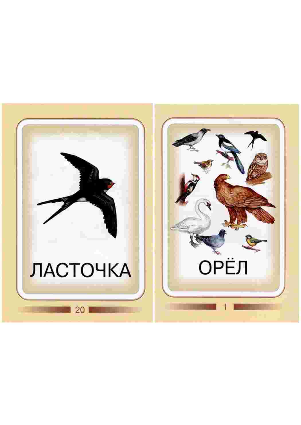 Раскраска Картки для вивчення птахів з дітьми
