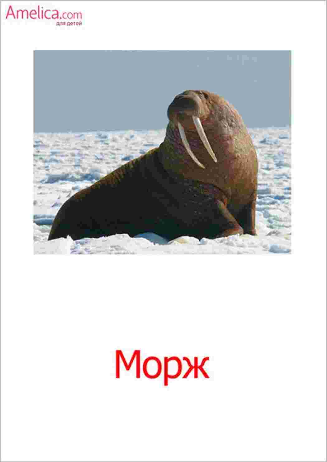 Раскраска малюнки риб риби