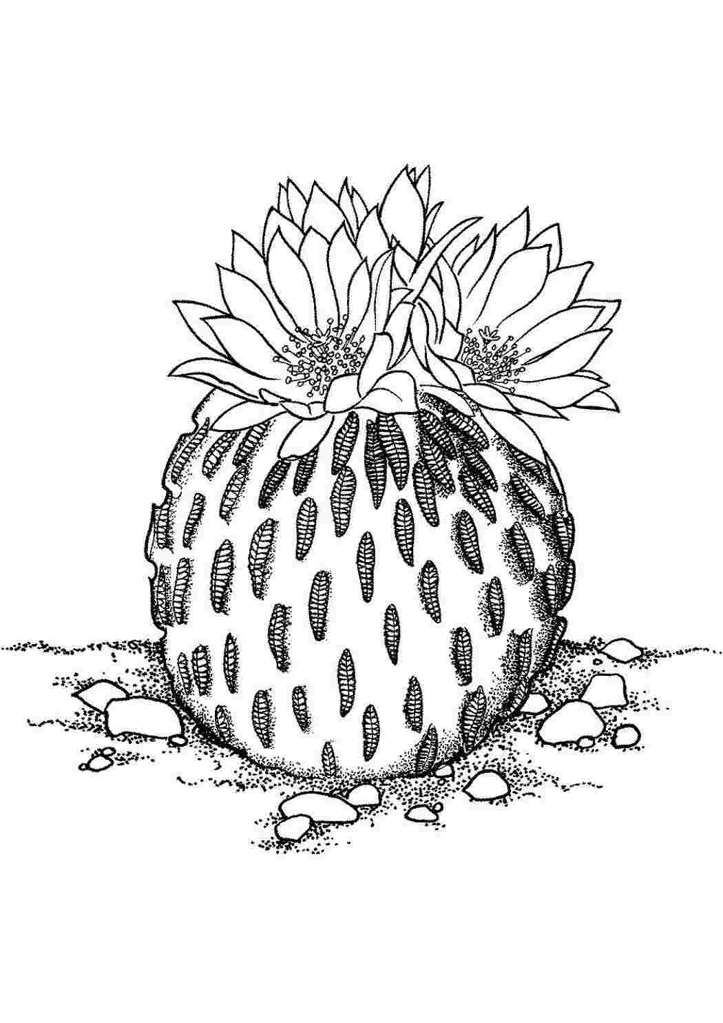 Раскраска Квіти кактуса