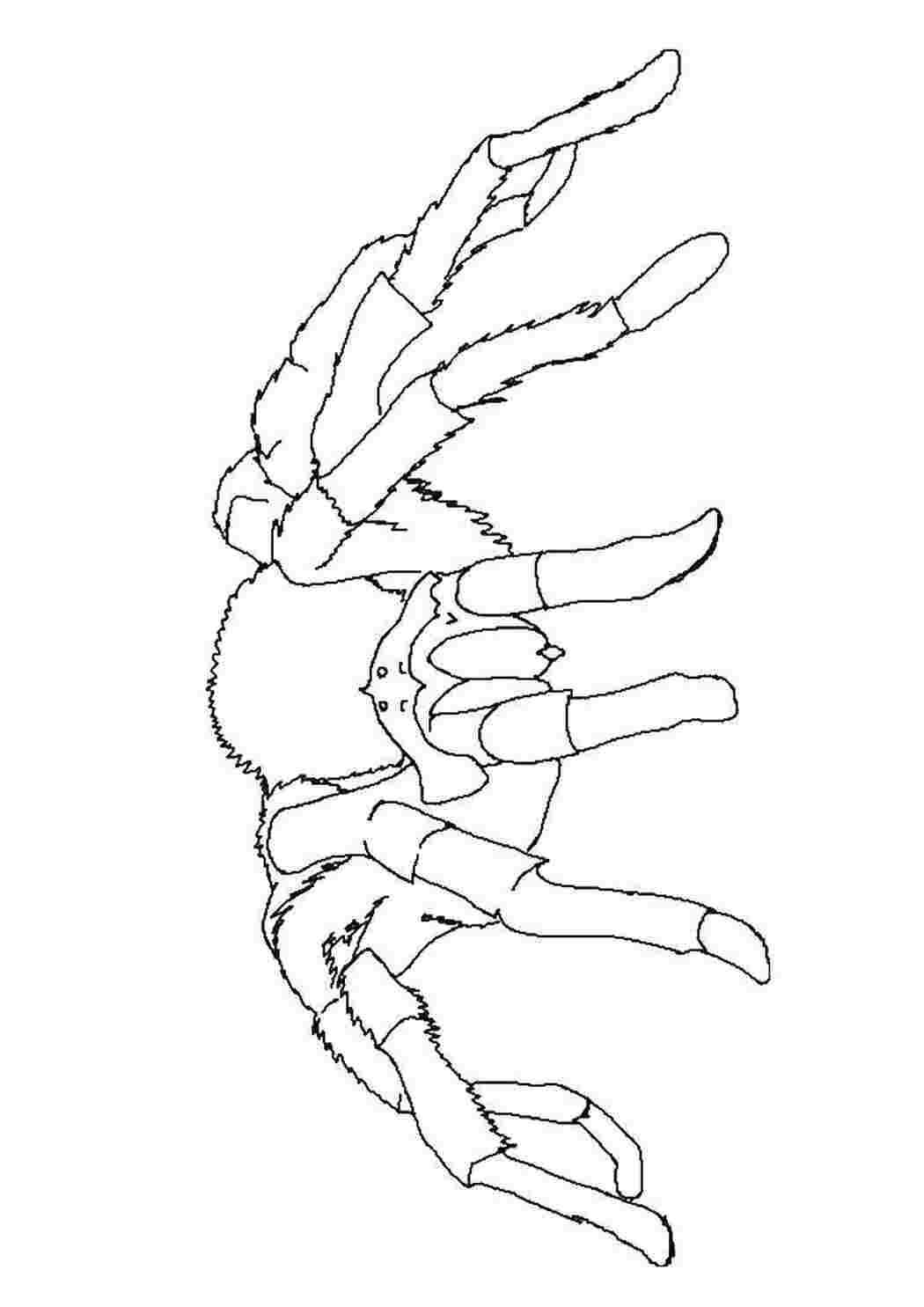 Раскраска Тарантул