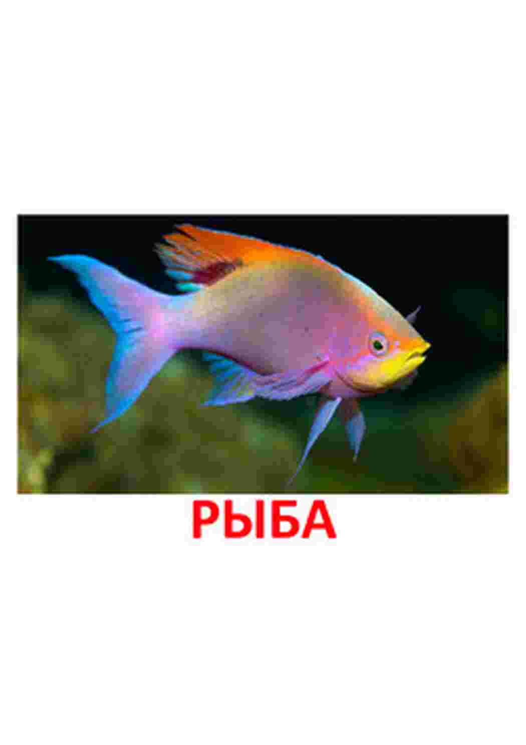 Раскраска малюнки риб риби