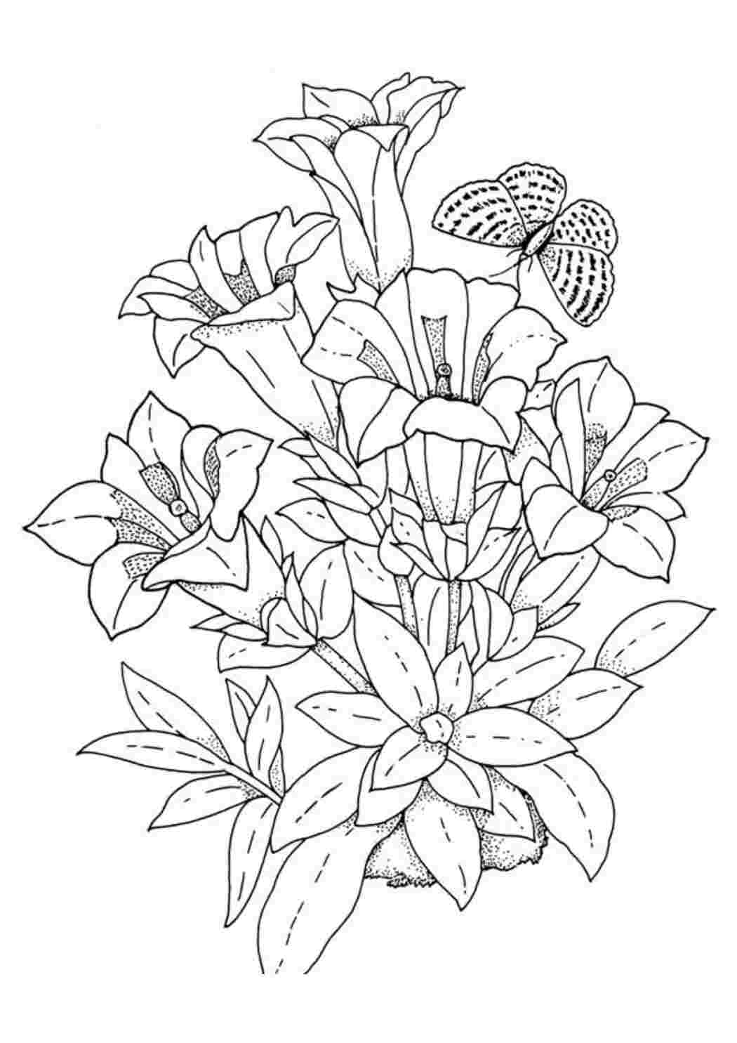 Раскраска Лілія