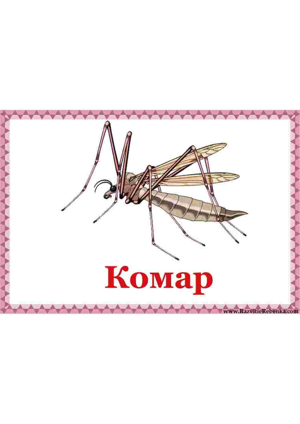 Раскраска картка комахи стрибок богомол гусениця