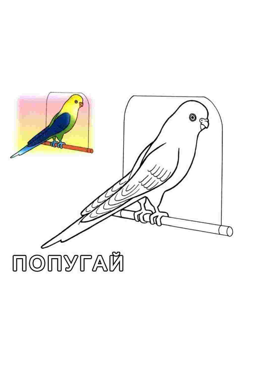 Раскраска Розкішний папуга