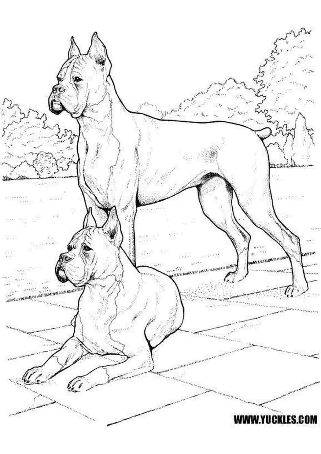 Раскраска Доги