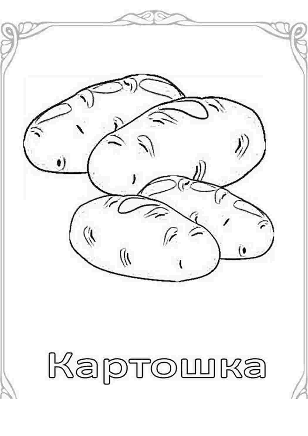 Раскраска Розфарбовувашки для дітей картопля