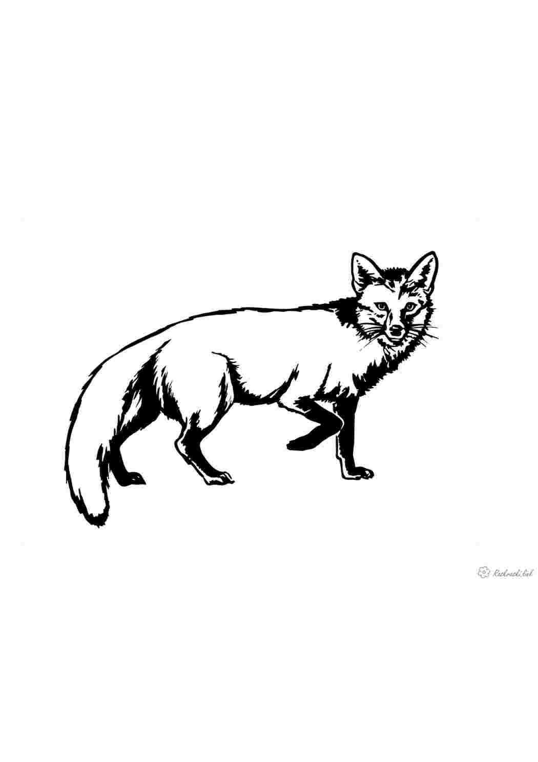 Раскраска розфарбунки дикі тварини лисиця звірі для дітей