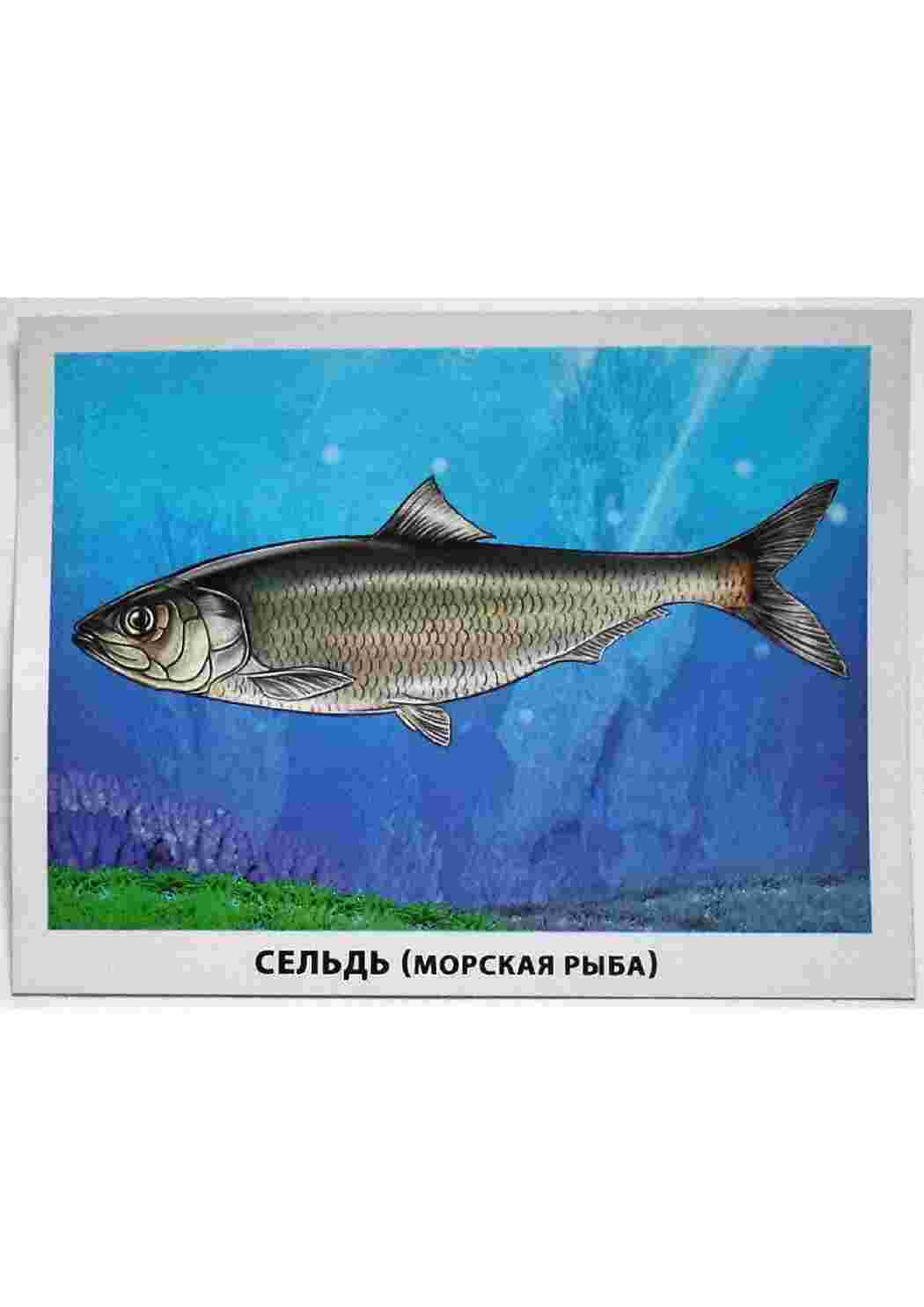 Раскраска картки риби