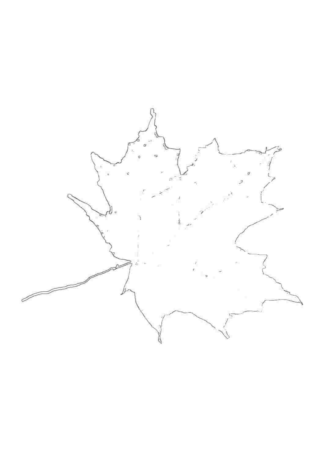 Раскраска Клен