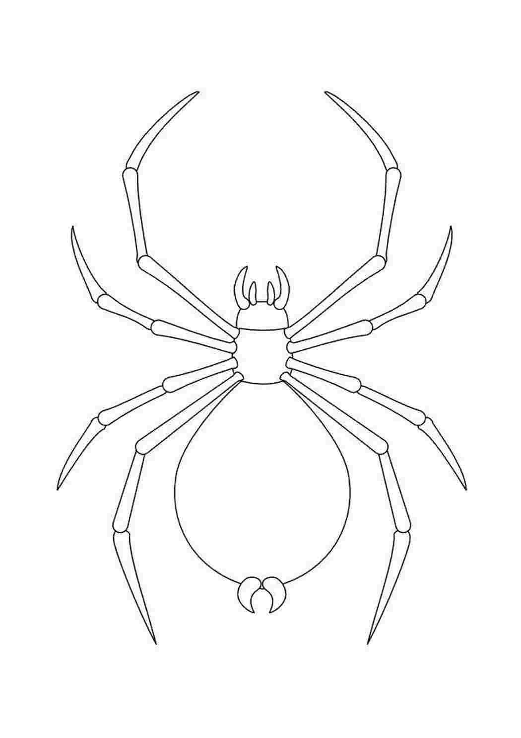 Раскраска Величезний павук
