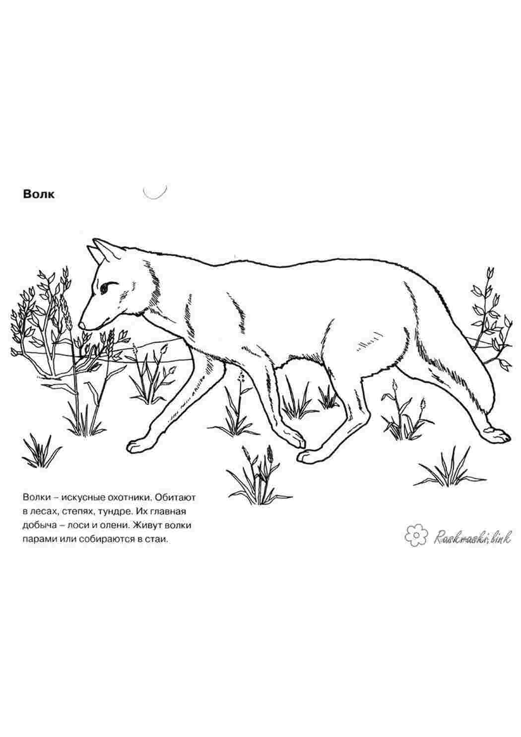 Раскраска лисиця