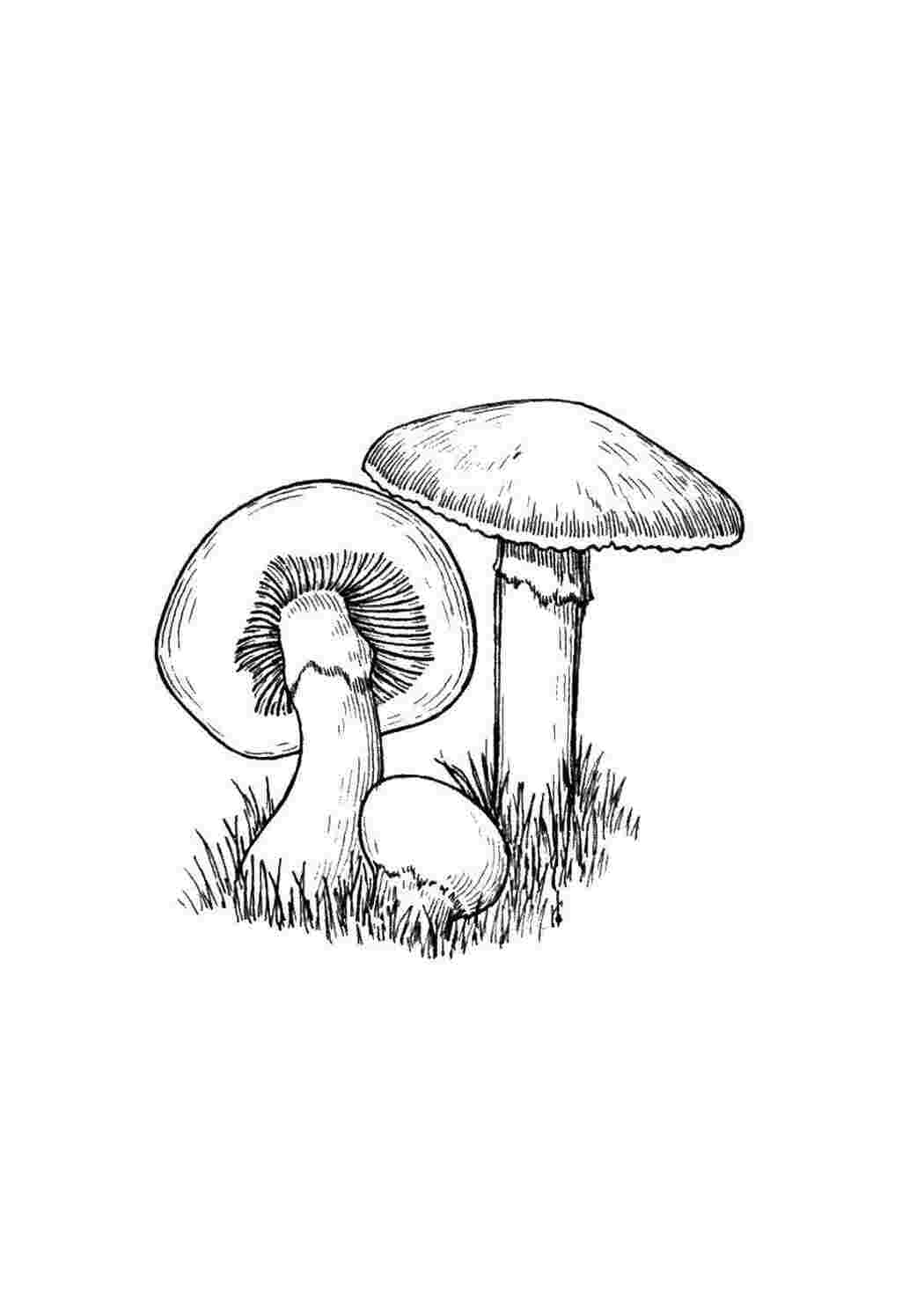 Раскраска Гриби