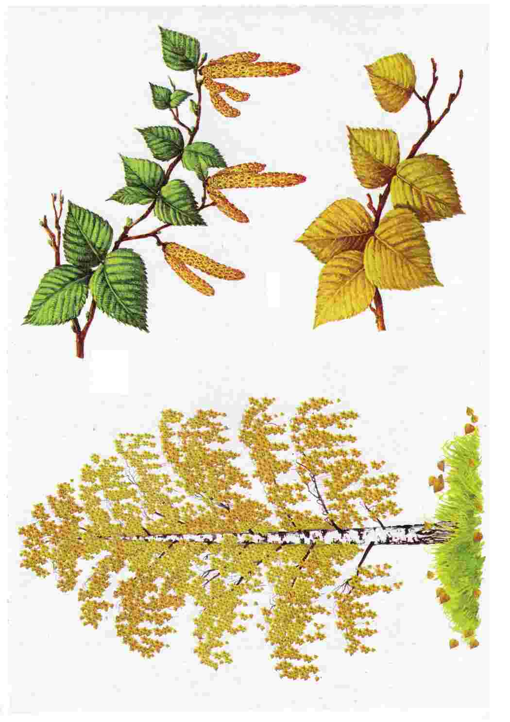 Раскраска Картки з деревами кущами листям та грибами